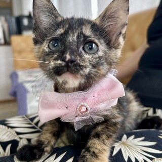 人馴れしてます☆可愛いサビ　あかりちゃん