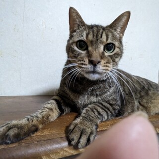 【急募5匹！家の解体前に】とらきち君