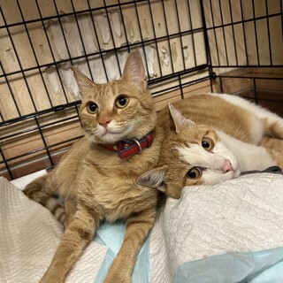 里親募集しています