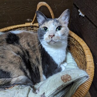 【急募5匹！家の解体前に】パステル三毛・ミルキー