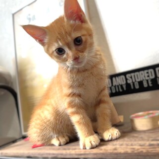 ★里親様決定★甘えん坊のかまってちゃん❤いずま