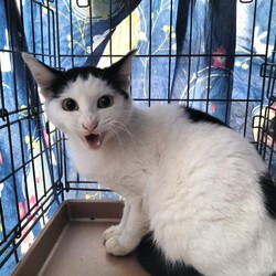 「2024.11.TNR報告」サムネイル1