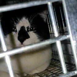 「2024.11.TNR報告」サムネイル2