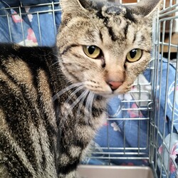 「2024.12.TNR報告」サムネイル1