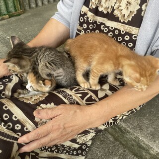 かわいい三兄弟です