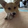 ミニトメィトゥ