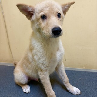 25年3月生まれオス」とってもフレンドリーな子犬