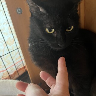 今はのんびり黒猫ママ