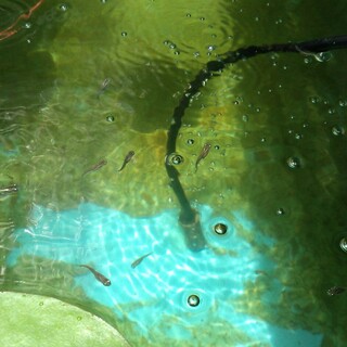 メダカの里親募集