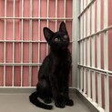 スタイル抜群穏やか黒ちゃん