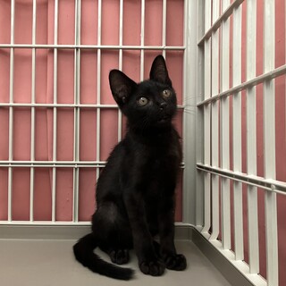 スタイル抜群穏やか黒ちゃん