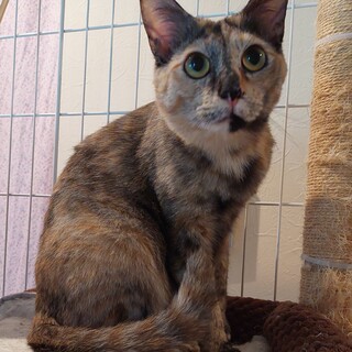 笑いを誘うサビ猫さん