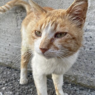 甘えん坊のむぎの里親さん募集中です!