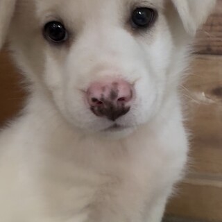 ずっとの家族を探しています