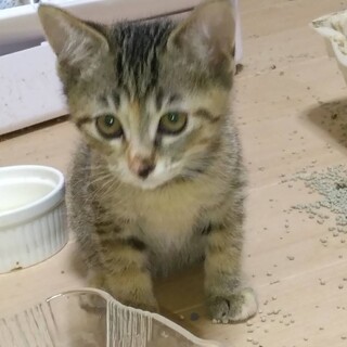 むぎわら　女の子　希望の方とお話中