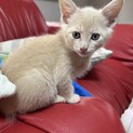 子猫里親募集です