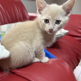 子猫里親募集です