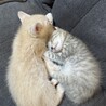 子猫里親募集です サムネイル2