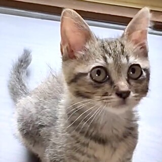 人が大好き懐こくて甘え子お茶目で華やかなミカン姫