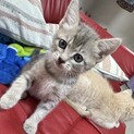 子猫里親募集
