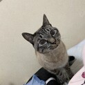 シャムミックス