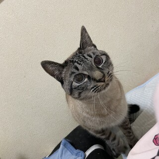 シャムミックス