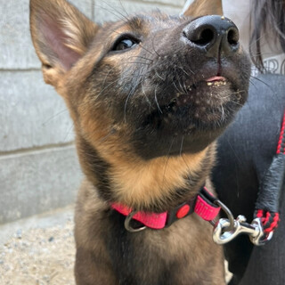 可愛い７兄妹❗️1/28生　利発なアンズちゃん