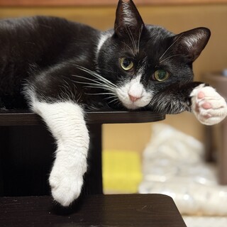 スリスリゴロゴロニャン吉！