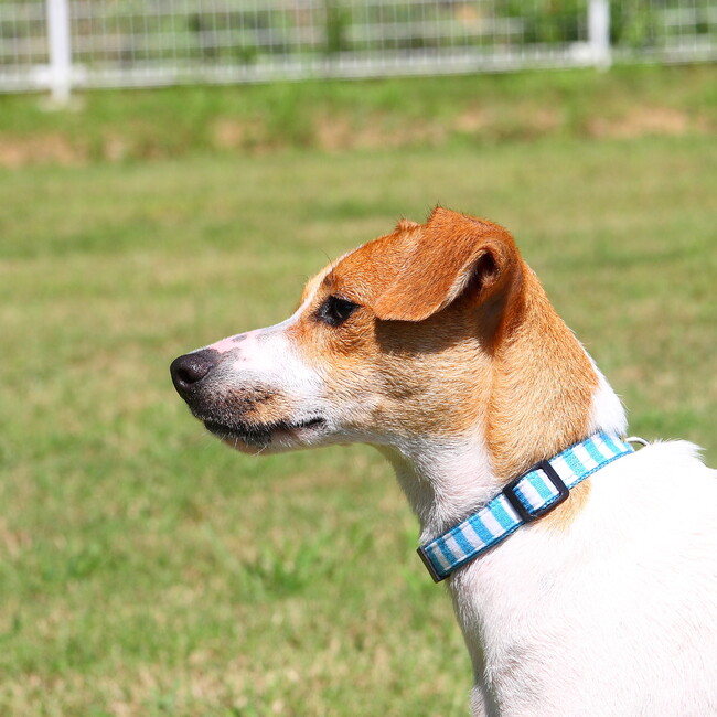 やいりのカバー写真