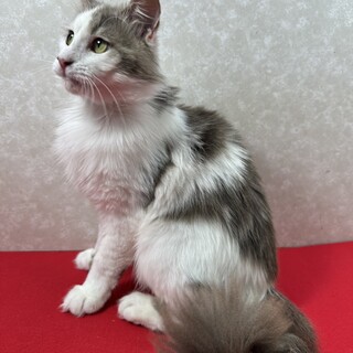 洋猫ミックス2歳！話し相手、お茶の友に❤マック