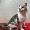 洋猫ミックス2歳！話し相手、お茶の友に❤マック サムネイル2
