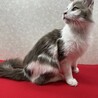 洋猫ミックス2歳！話し相手、お茶の友に❤マック サムネイル4