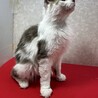 洋猫ミックス2歳！話し相手、お茶の友に❤マック サムネイル5