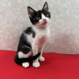 姉妹で参加！のんびり屋で甘えっ子❤小梅