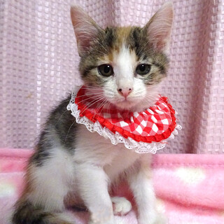 乳飲み子から育てた♪三毛♪メイちゃん ２ヵ月弱