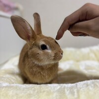 生後3ヶ月　うさぎ