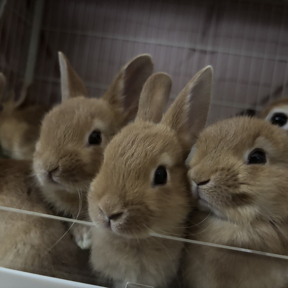 生後3ヶ月　うさぎのカバー写真