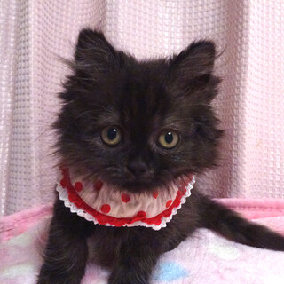おっとり♪長毛スコティシュ★ペコちゃん２カ月半