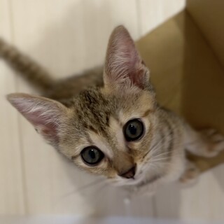 ♪♪むぎわら女子♪あおいちゃん（仮）♪家族募集中♪