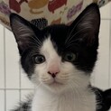 とってもフレンドリーで挨拶してくれるハチワレちゃん