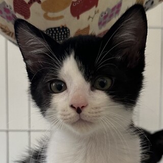 とってもフレンドリーで挨拶してくれるハチワレちゃん