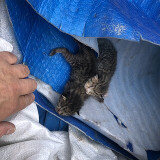 この子達を助けてください