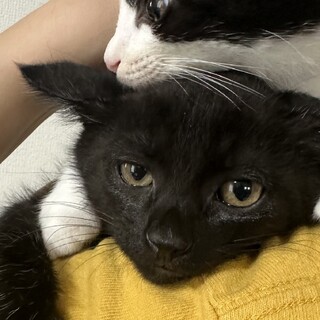 猫同士友好的でおもちゃが大好きなクロネコ