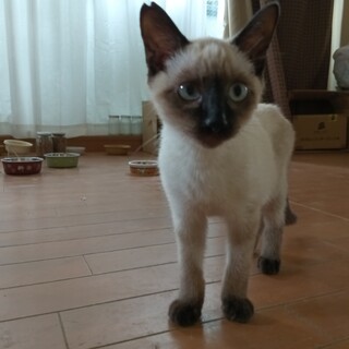 人馴れ抜群　純粋シャム3ヶ月半♂