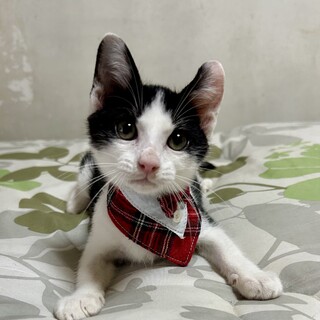 なぜか左耳カール☆不思議耳のカールくん