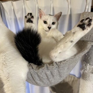 性格花丸★イケメンふうま君