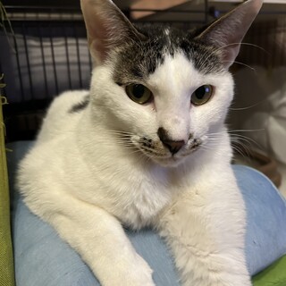 陽気なあらし君