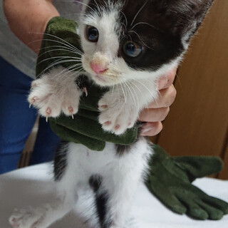 かわいい白黒猫(ルークくん)