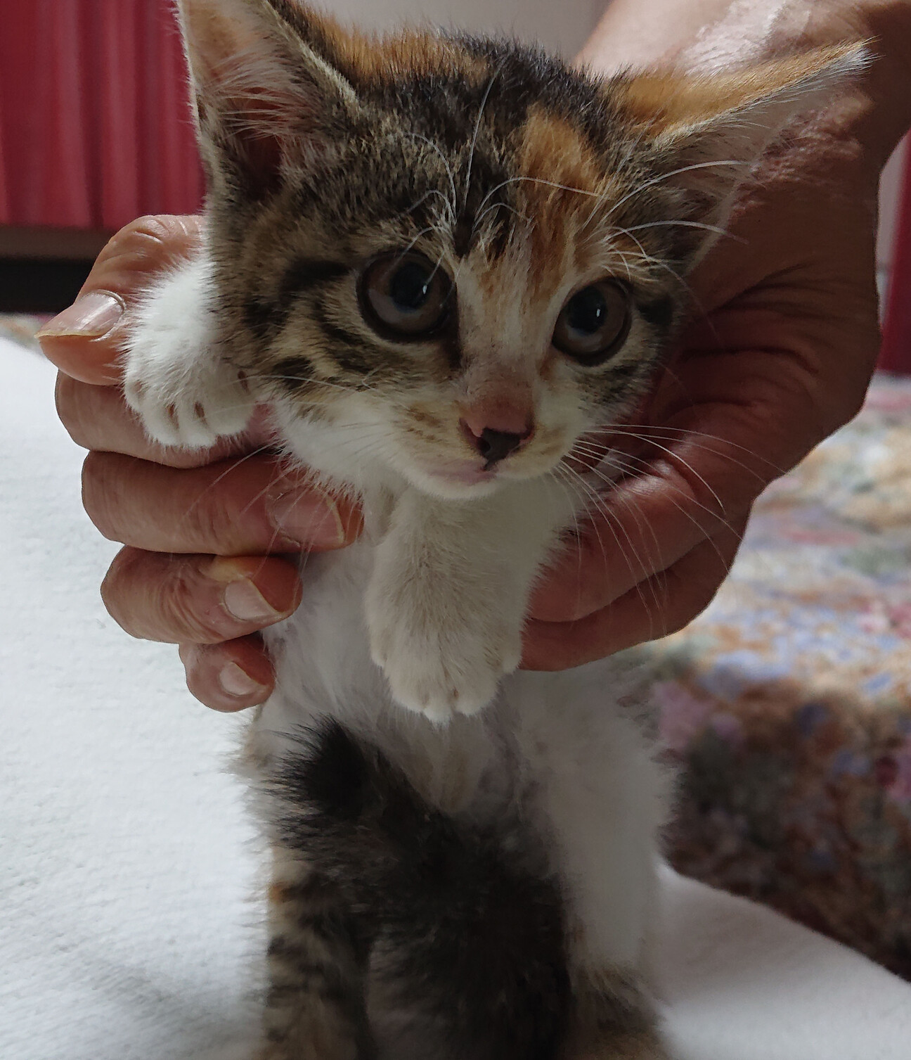かわいい三毛猫(レイアちゃん)」栃木県 - 猫の里親募集(519386