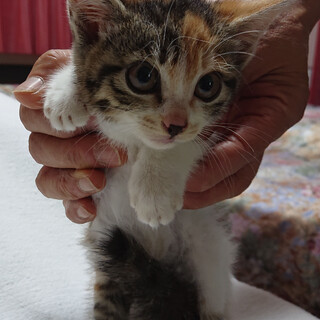 かわいい三毛猫(レイアちゃん)